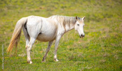 A herd of horses graze in the meadow in summer, eat grass, walk and frolic. Pregnant horses and foals, livestock breeding concept.