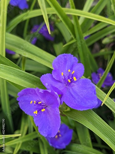 Virginia Spiderwort flowers (Tradescantia virginiana) blooms in garden, background. Tradescantia ohiensis known as blue jacket or Ohio spiderwort photo