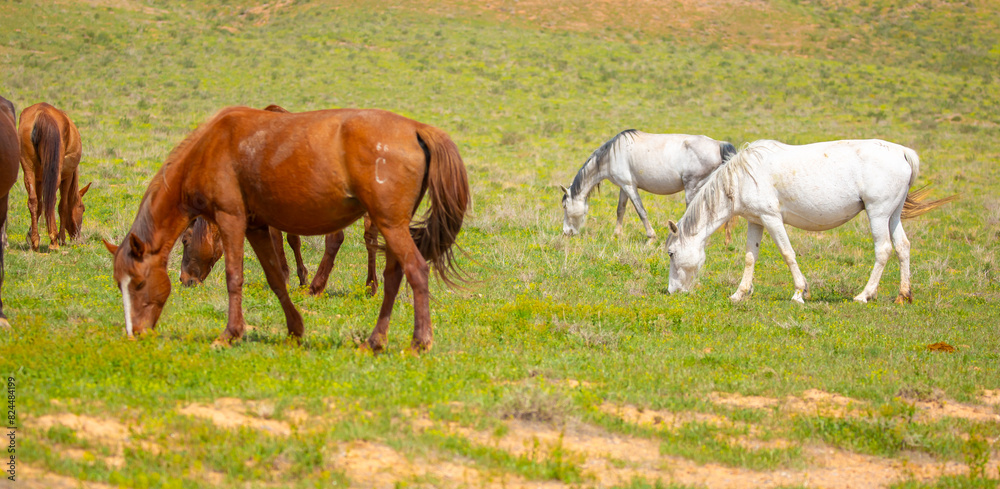 A herd of horses graze in the meadow in summer, eat grass, walk and frolic. Pregnant horses and foals, livestock breeding concept. A herd of horses graze in the meadow in summer, eat grass, walk and frolic. Pregnant horses and foals, livestock breeding concept.