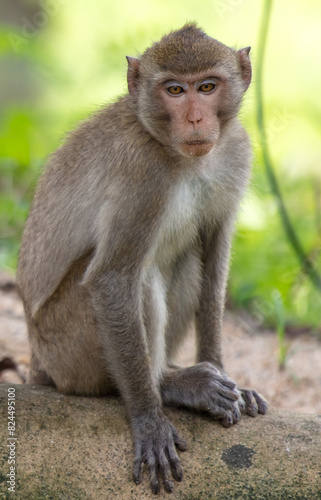 Monkey outdoors in a tropical park