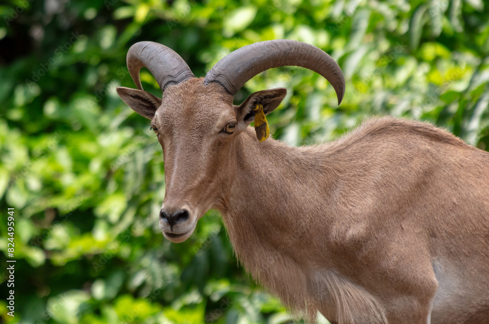 Portrait of a goat in the park