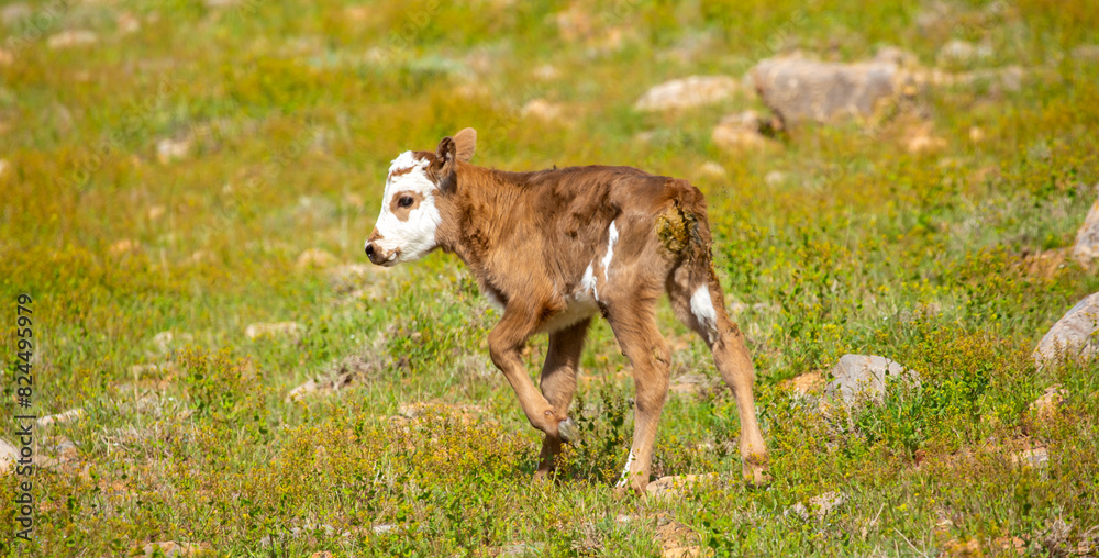 Obraz premium A cow and a newborn calf graze on a pasture in a green meadow. The concept of animal husbandry and organic food.