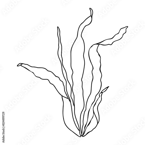 Sea and ocean, aquarium plant kelp. laminaria. Hand drawn vector illustration isolated on white background. Outline graphic sketch style. For clip art coloring icon package