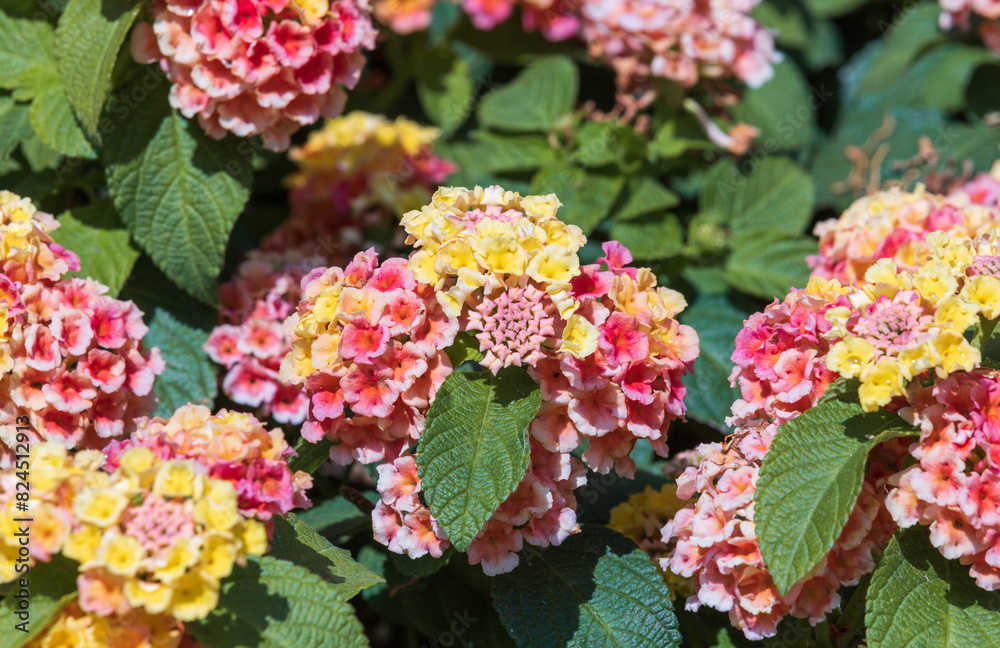 Lantana blooms in a variety of colors. Lantana camara Lantana blooms in a variety of colors. Lantana camara