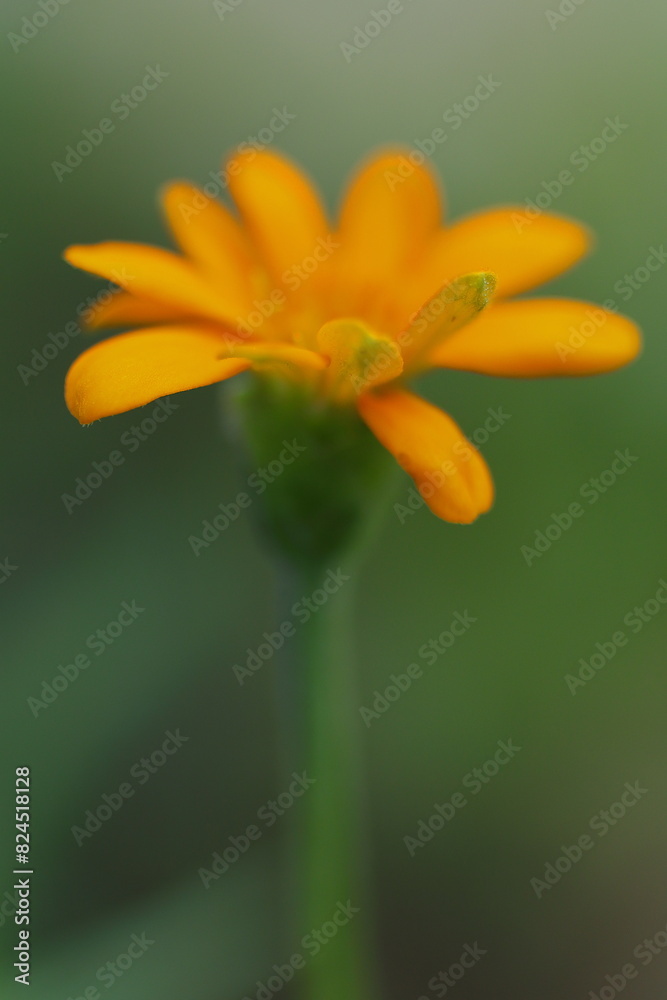 Naklejka premium ふんわりとしたキンセンカ