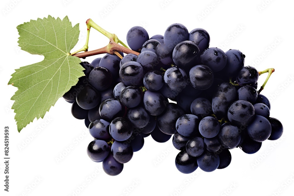 illustration of different variety of grape on white background illustration of different variety of grape on white background