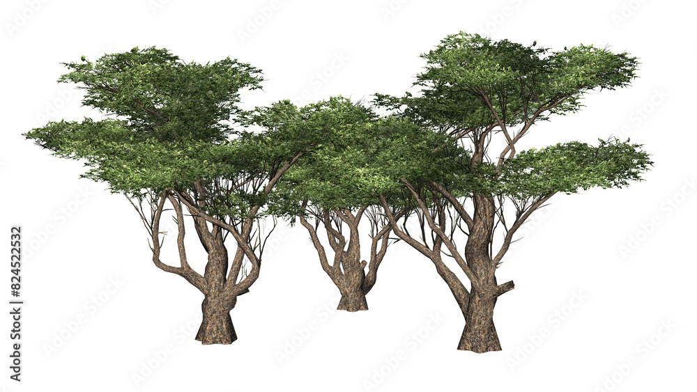 Acacia trees on transparent background - 3D Illustration Acacia trees on transparent background - 3D Illustration