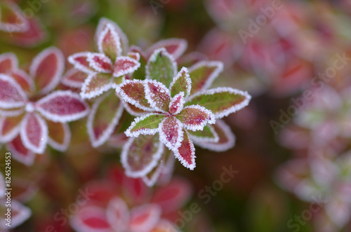 Photos Nahaufnahme von kleinen  Blättern, die mit Frost überzogen sind