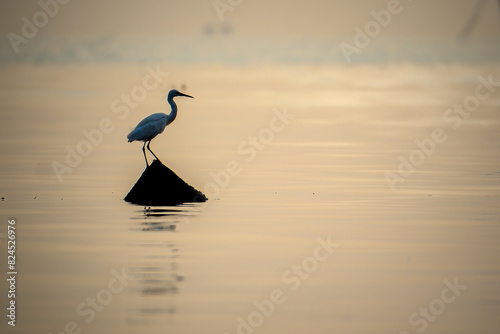 Fotografía siluet white egret