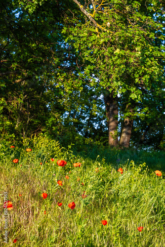 Printemps vibrant : les coquelicots colorent les coteaux alsaciens du piémont des Vosges photo