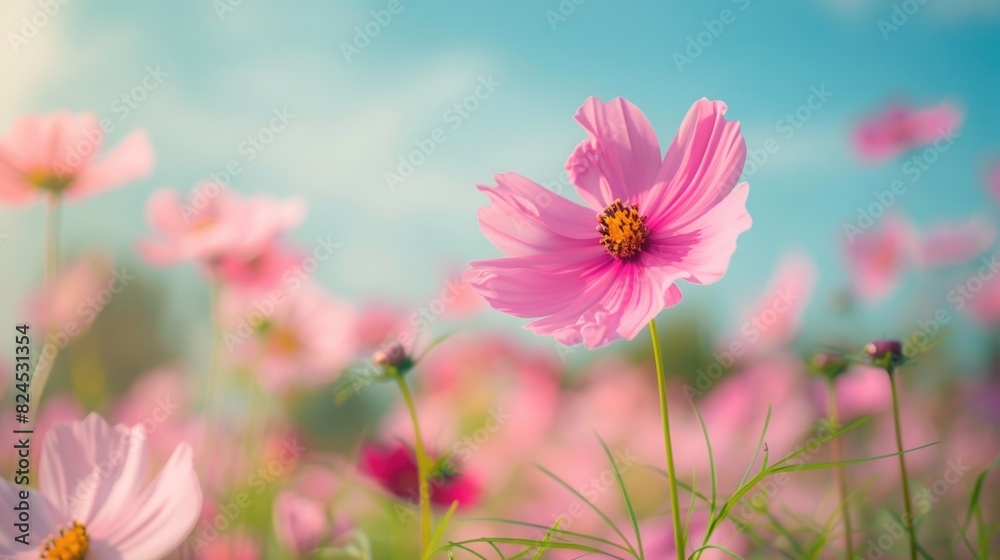Flower Blossom. Pink Cosmos Flowers in Garden with Sky Background Flower Blossom. Pink Cosmos Flowers in Garden with Sky Background