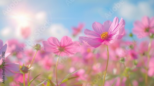 Flower Blossom. Pink Cosmos Flowers Blooming in a Lush Garden Setting © Vlad
