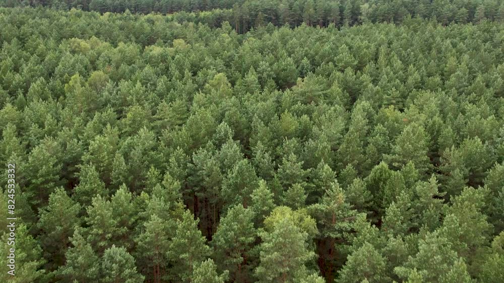 Texture Background of Great Green Forest View From Above. Aerial View Top Down of Green Forest Poland Beautiful Nature. Flying Above Pine Tree Tops and Green Spruce. Ecology Environmental Conservation