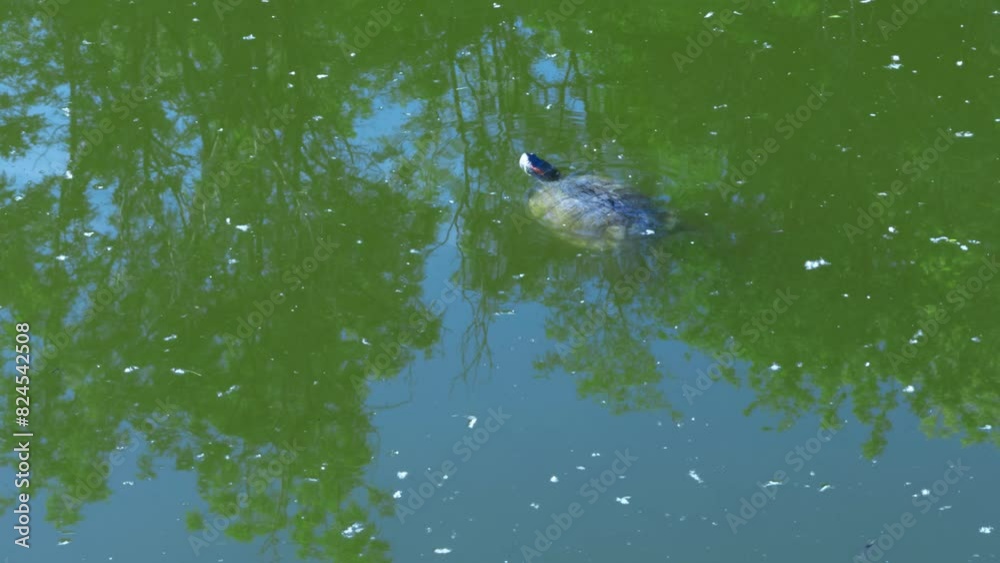 Turtle swims on surface of water in which trees are reflected. Turtle swims on surface of water in which trees are reflected.