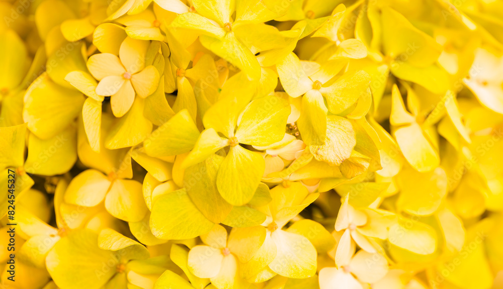 Obraz premium Yellow flowers close-up. Bouquet of colorful flowers. City flower beds, a beautiful and well-kept garden with flowering shrubs.