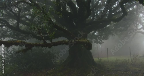 Misty scene at Fanal forest with Laurissilva trees, mystical woods photo