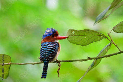 Brilliant colored with crimson bills and spike puffy head bird perching on tree branch, banded kingfisher