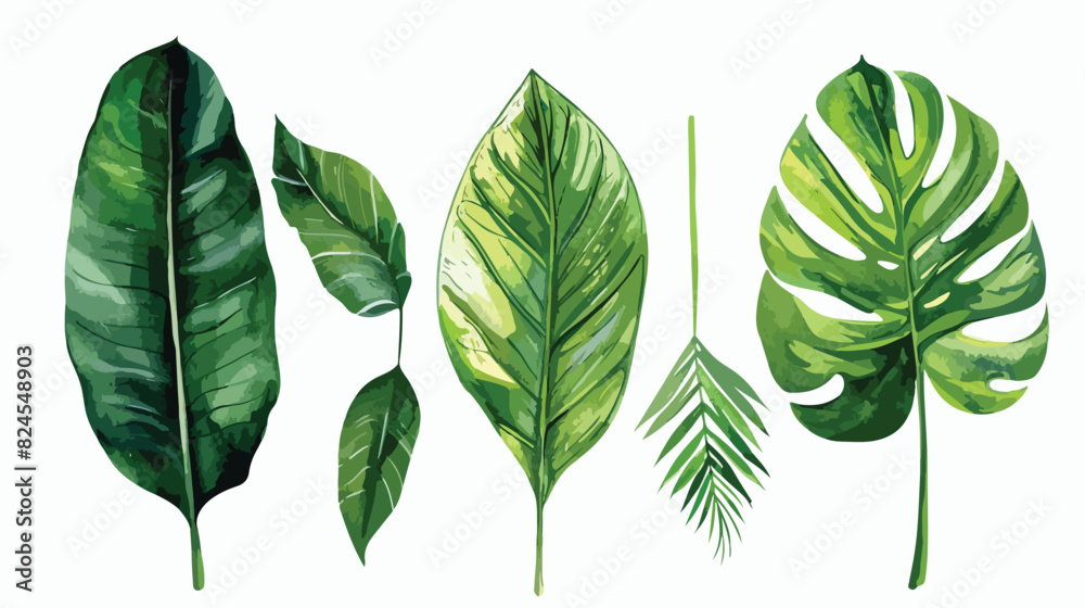 Watercolor Illustration Four of Tropical Leave Vector