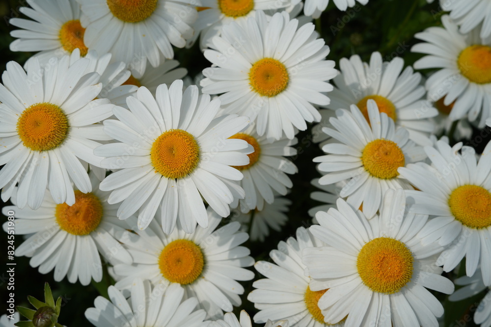 Fototapeta premium Daisy flowers are in full bloom beautifully