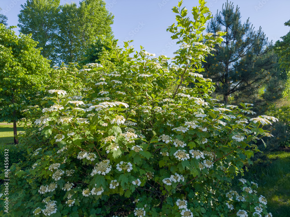 Fototapeta premium Bush of blooming viburnum in a park in sunny day