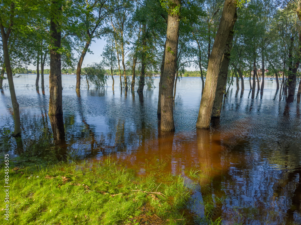 Trees standing in water during the spring flood on river Trees standing in water during the spring flood on river