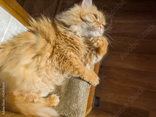 Relaxed tousled fluffy ginger cat lies and looking to forward