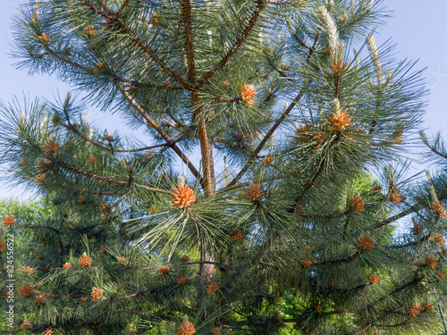 Part of young Coulter pine with pollen cones in sunny day photo