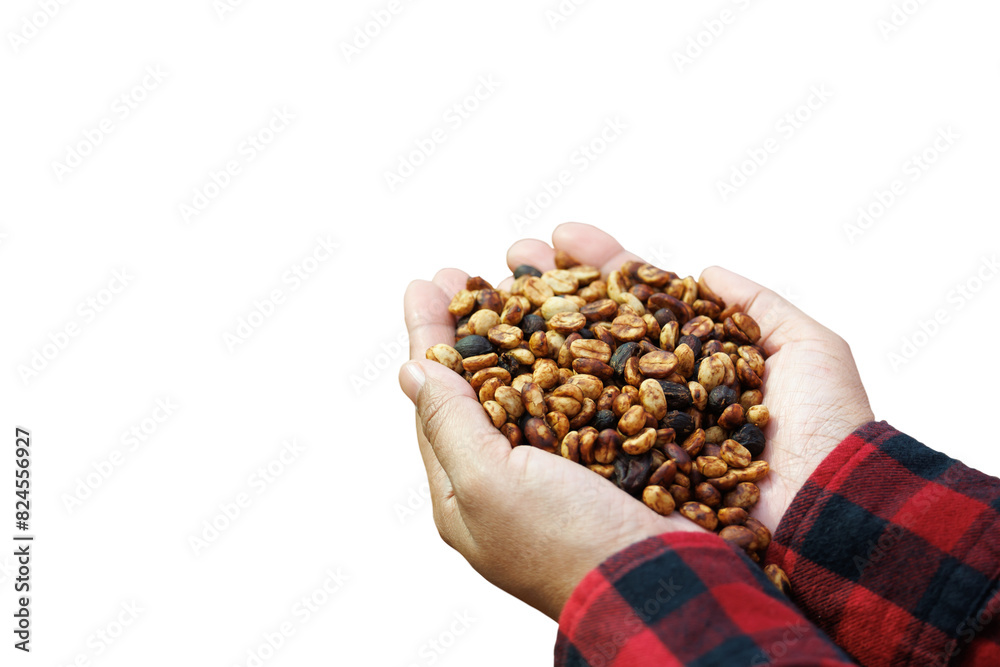 Obraz premium white background isolated hand of woman farmer showing and checking quality honey coffee bean natural sun dry process