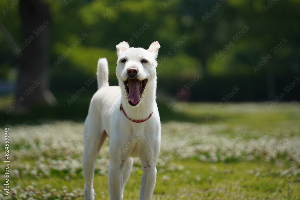 White dog yawning in the park on a sunny summer day. White dog yawning in the park on a sunny summer day.