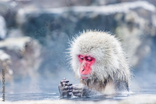Snow Monkey Japanese Macaque baithing in natural hot spring Yamanouchi Japan