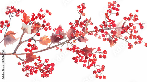 Watercolor winter painting. Viburnum branch with red