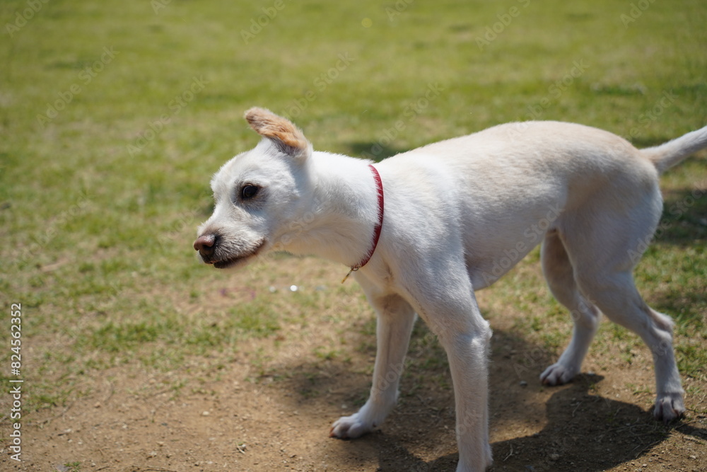 A white dog is shedding its body on a sunny day A white dog is shedding its body on a sunny day