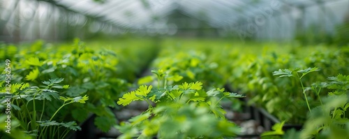 Vibrant Glasshouse Coriander Farming Display