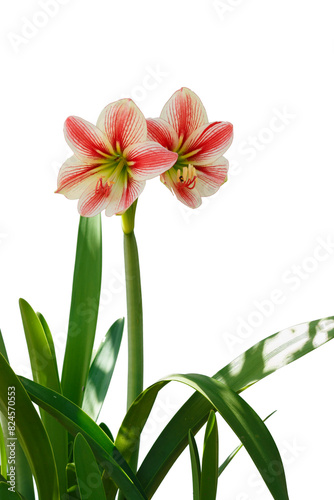 Beautiful Hippeastrum or Amaryllis flower. Science name in Hippeastrum johnsonii Bury.isolated on white background photo