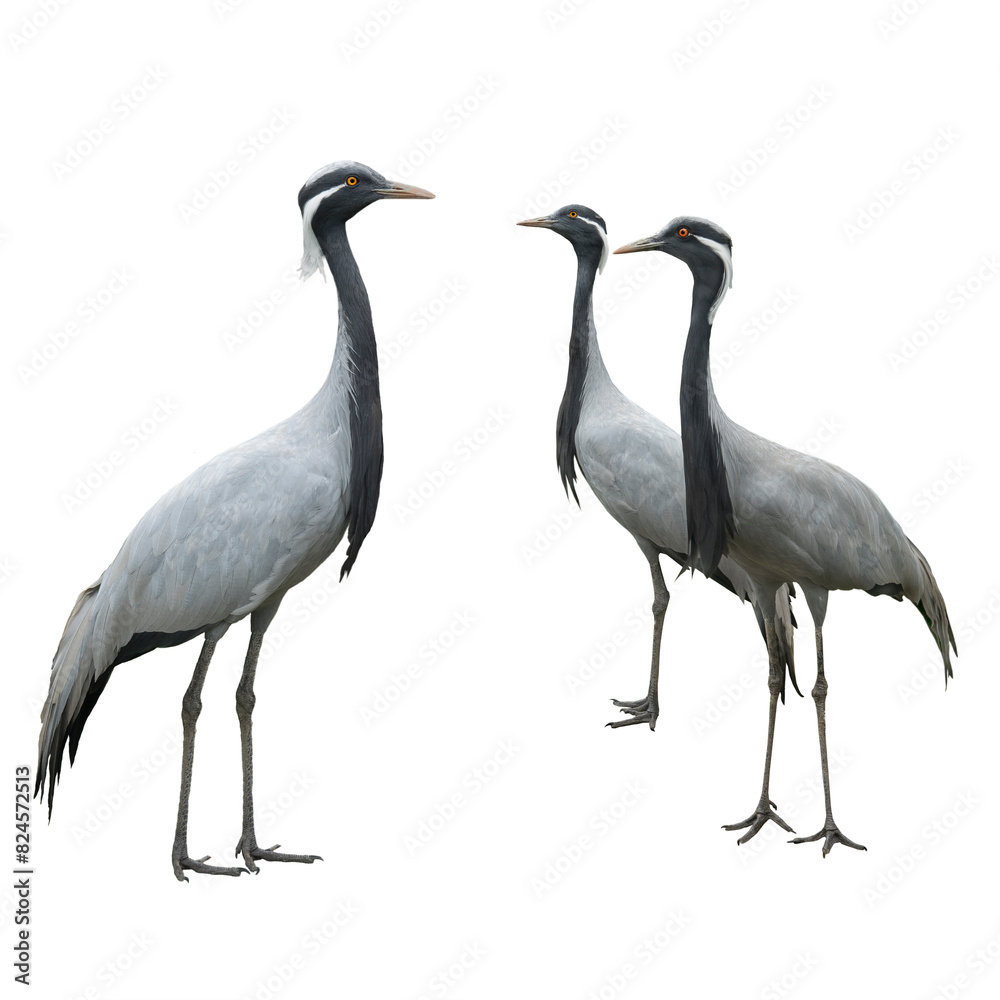cranes isolated on a white background cranes isolated on a white background