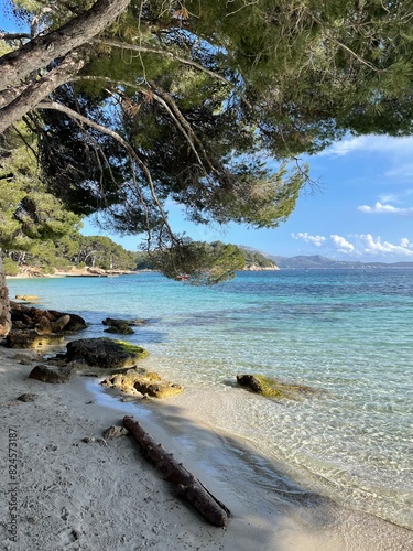 trees and sea