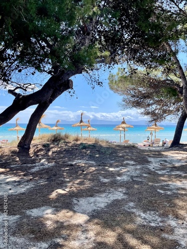 tree on the beach