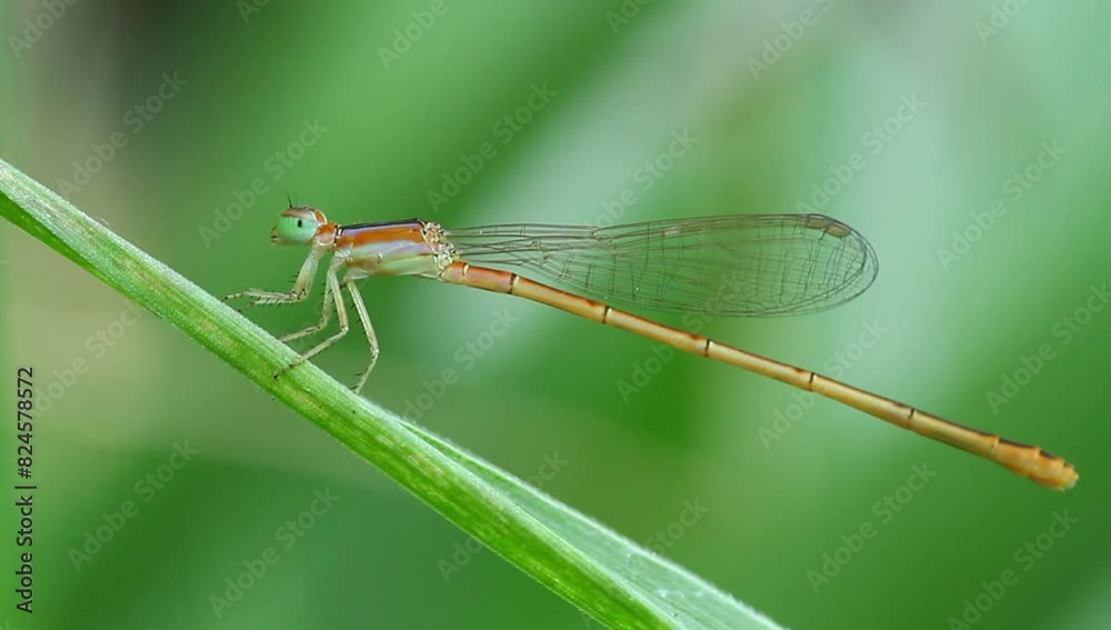a dragonfly in the wild, macro, close up, phototage, insect. a dragonfly in the wild, macro, close up, phototage, insect.