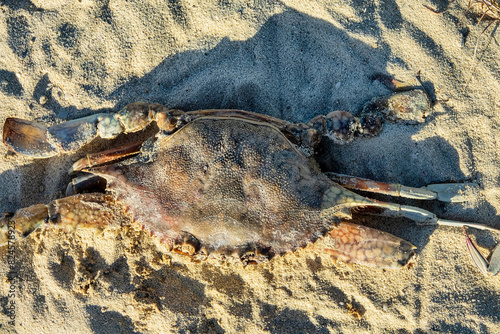Dead crabs on the Persian Gulf