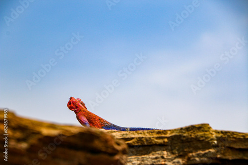 Εκτύπωση καμβά Red headed agama lizard