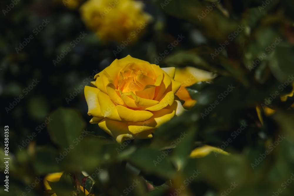 Fototapeta premium Yellow roses in May in a rose garden on the outskirts of Tokyo