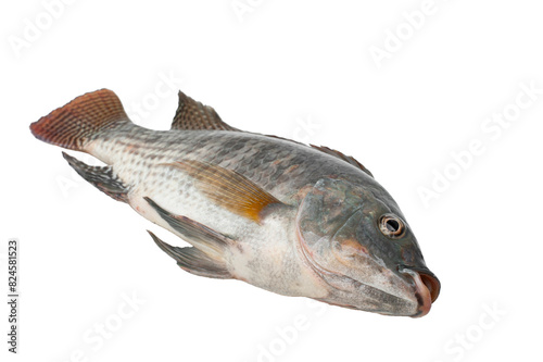 Tilapia fish isolated on white background..