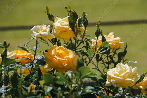 Yellow roses in May in a rose garden on the outskirts of Tokyo