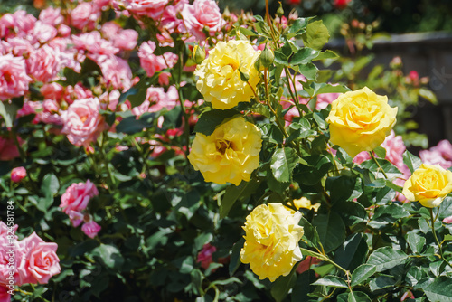 Yellow roses in May in a rose garden on the outskirts of Tokyo