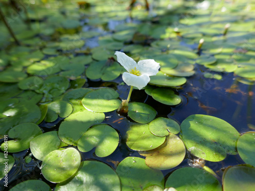 Lowland swamp, stagnant waters. Filamentous algae create carpets and step on the windows of the water, as well as specific stagnant plants bladderwort, frogbit, calla etc)