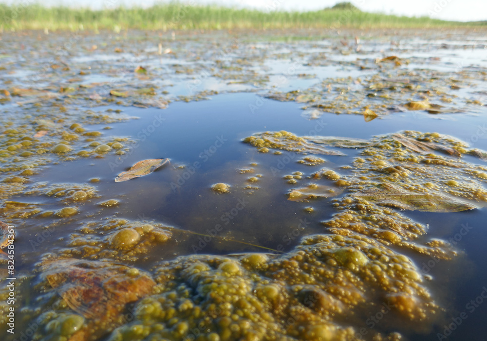Filamentous alga Pond scum (Spirogyra) as indicator of eutrophication in fresh water body. Cotton-like clusters (carpets) of algae with bubbles suppress water persicaria (Polygonum amphibium)
