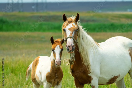 Beautiful thoroughbred horses are raised in the Crimea. A piebald mare with a piebald foal in a steppe meadow.