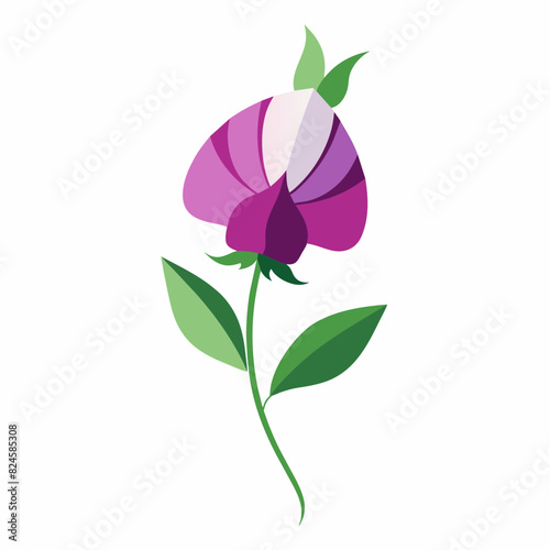 A minimalist Sweet Pea flower vector illustration 
