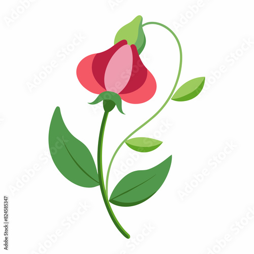 A minimalist Sweet Pea flower vector illustration 