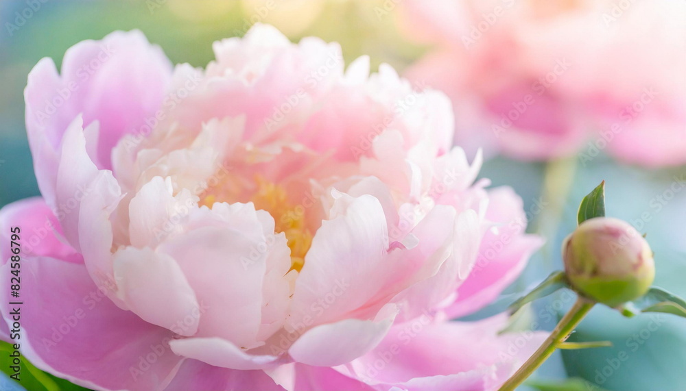 Pink peopny flower background vibrant colors